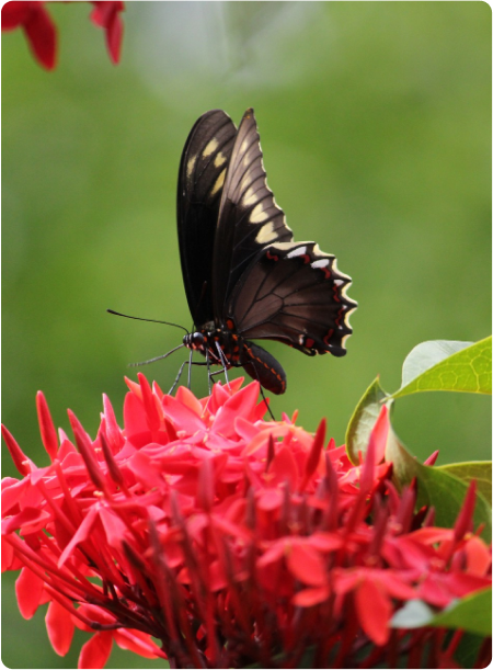 Butterfly Garden at JKR Gardens: Colorful butterflies fluttering among native plants and flowers, offering a tranquil and educational experience for families and nature lovers.